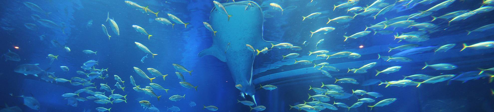 Ma visite de l'Aquarium - Mémoires d'Océans