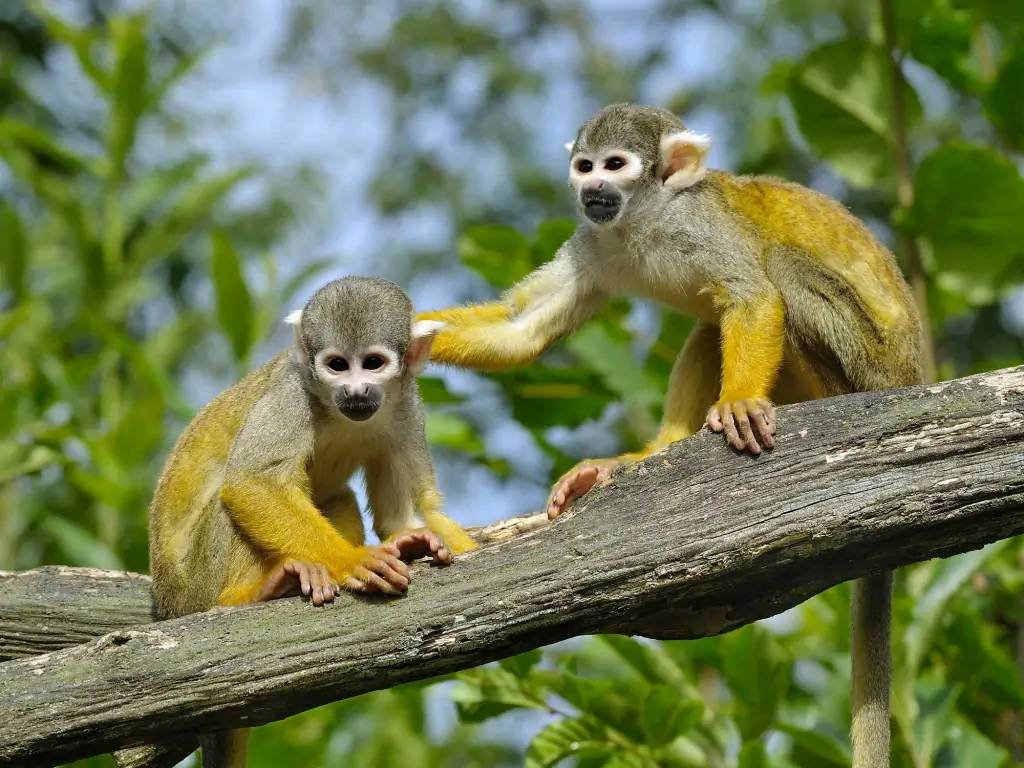 La biodiversité unique de la forêt amazonienne