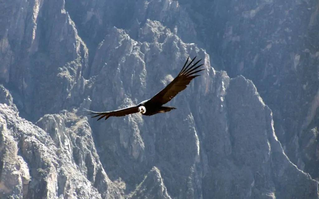 Observation du vol du condor royal