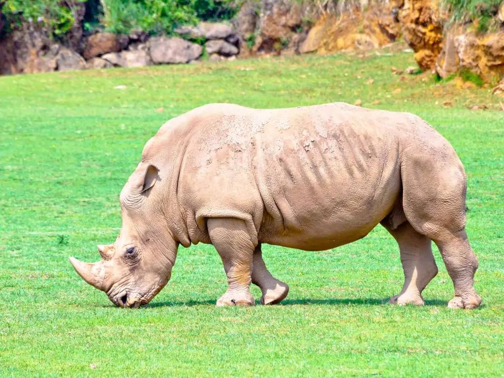 Marche guidée à la recherche des rhinocéros blancs