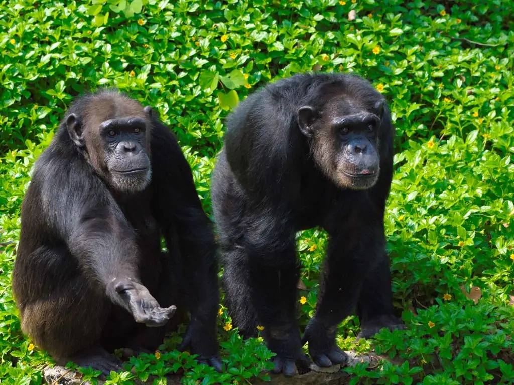 Kibale, rencontre avec les chimpanzés