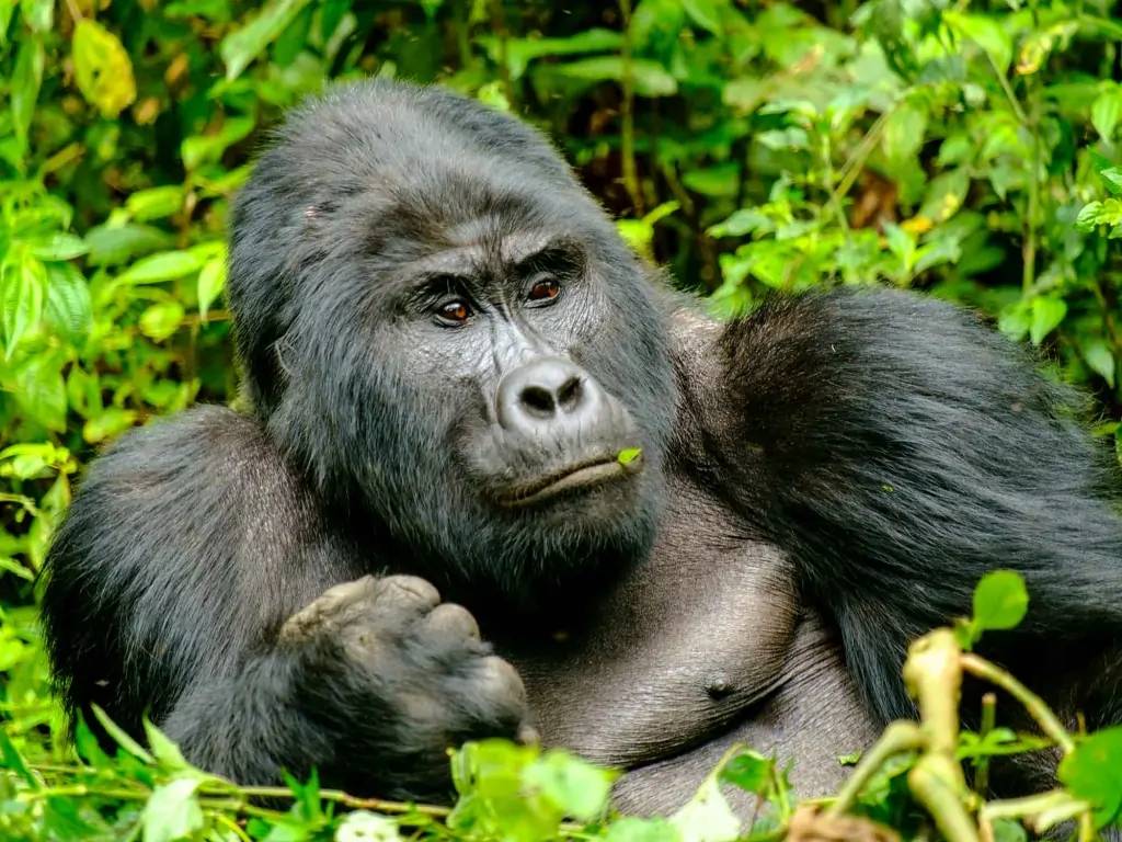 A la découverte des Gorilles