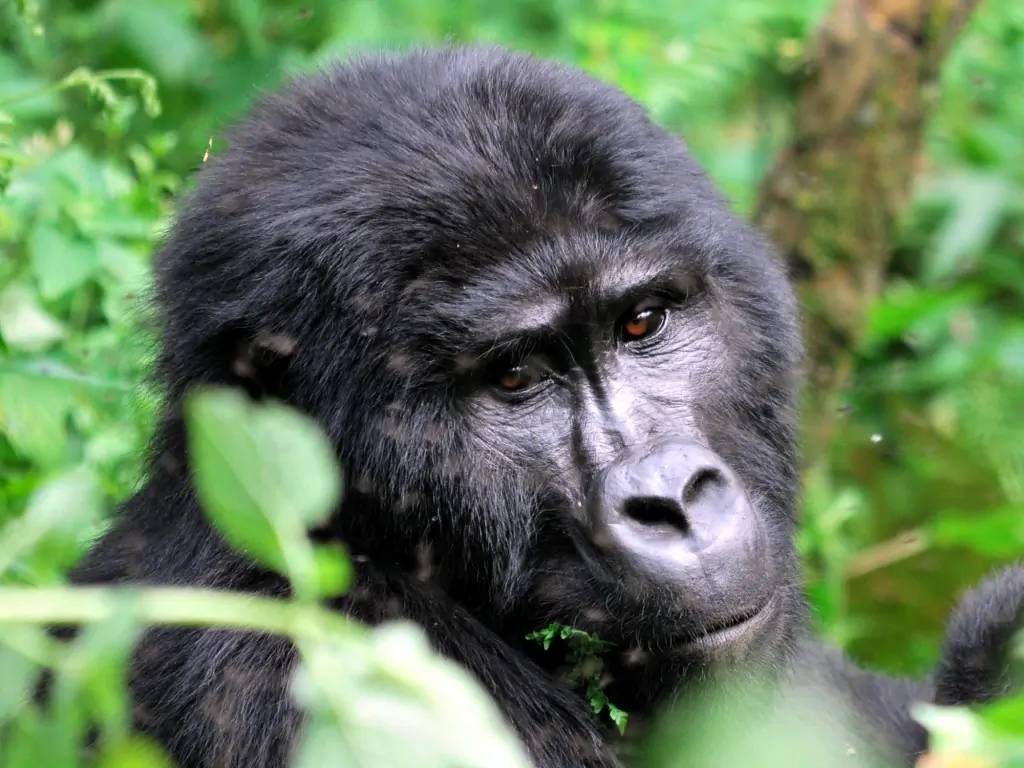 Parc de Bwindi, rencontre avec les gorilles