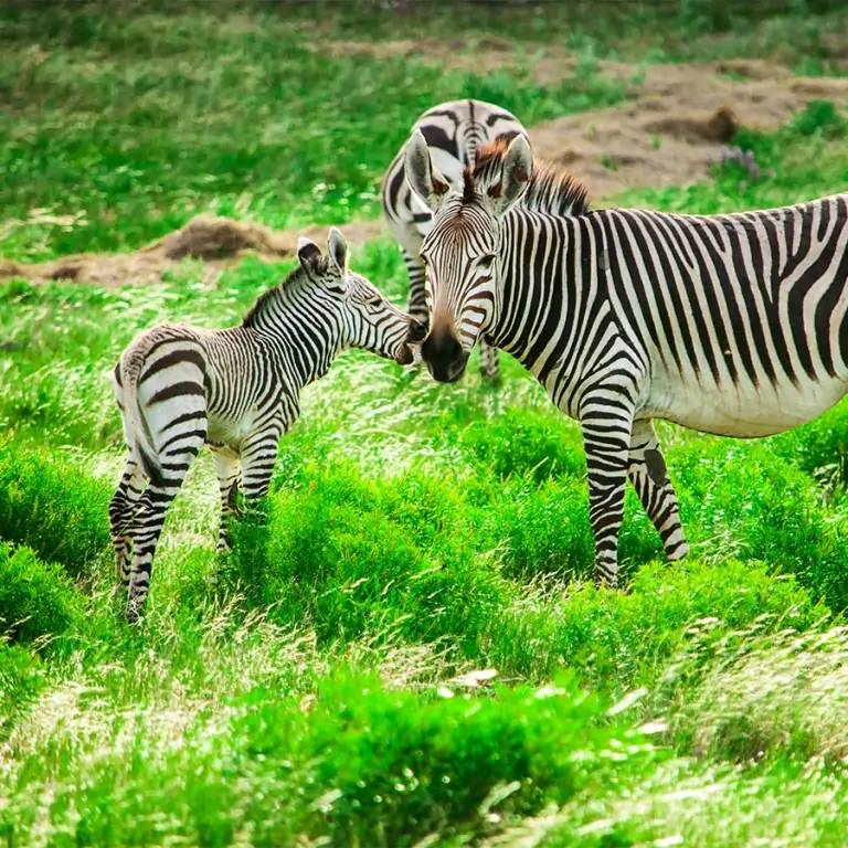 Safaris d’exception dans une réserve privée