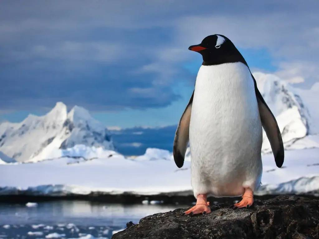 La Péninsule Antarctique, entre Glace et mystère