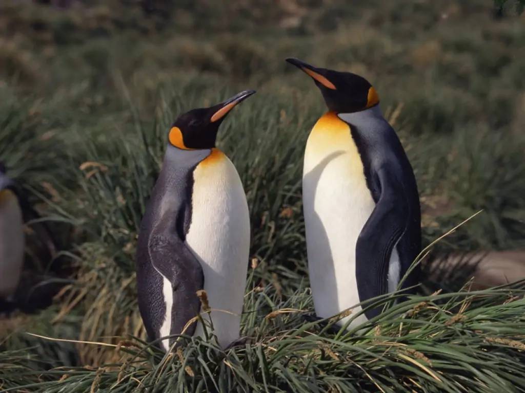 Puerto Madryn et sa faune diversifiée  