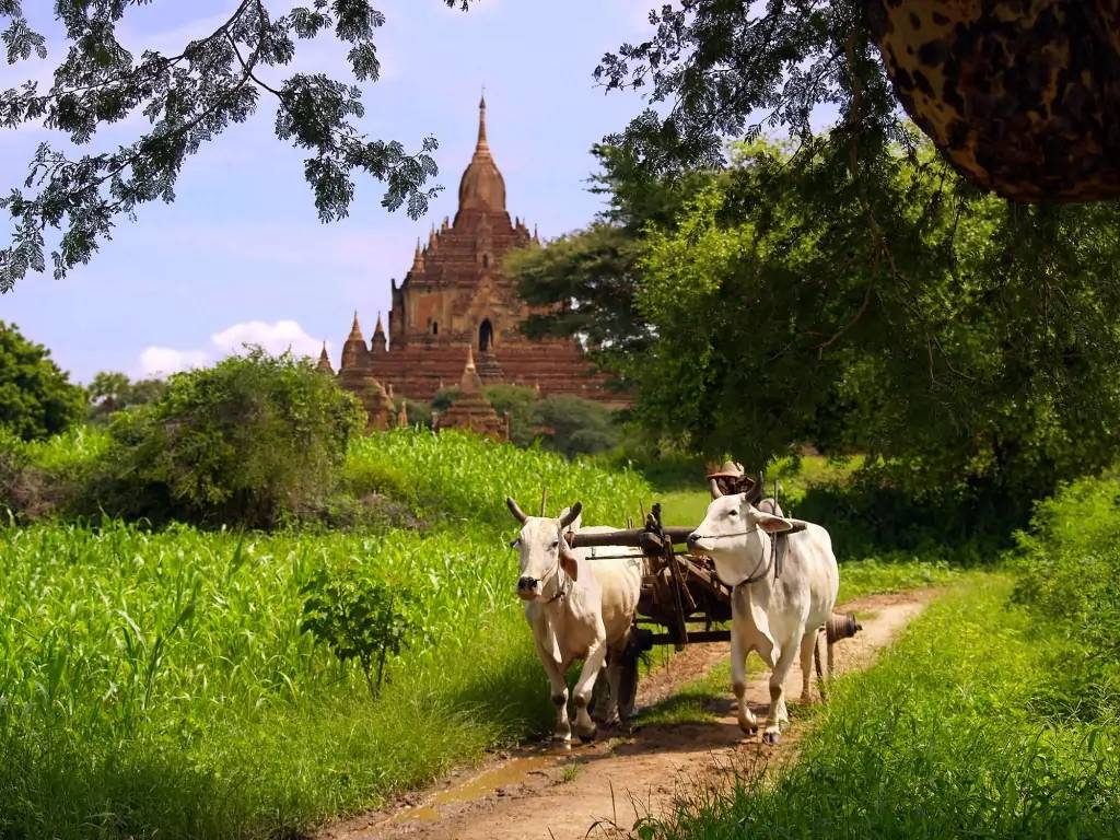Dans la jungle de Mandalay à Bagan