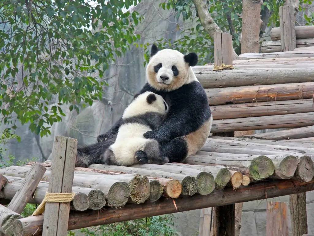 Centre de protection des pandas géants de Chengdu 