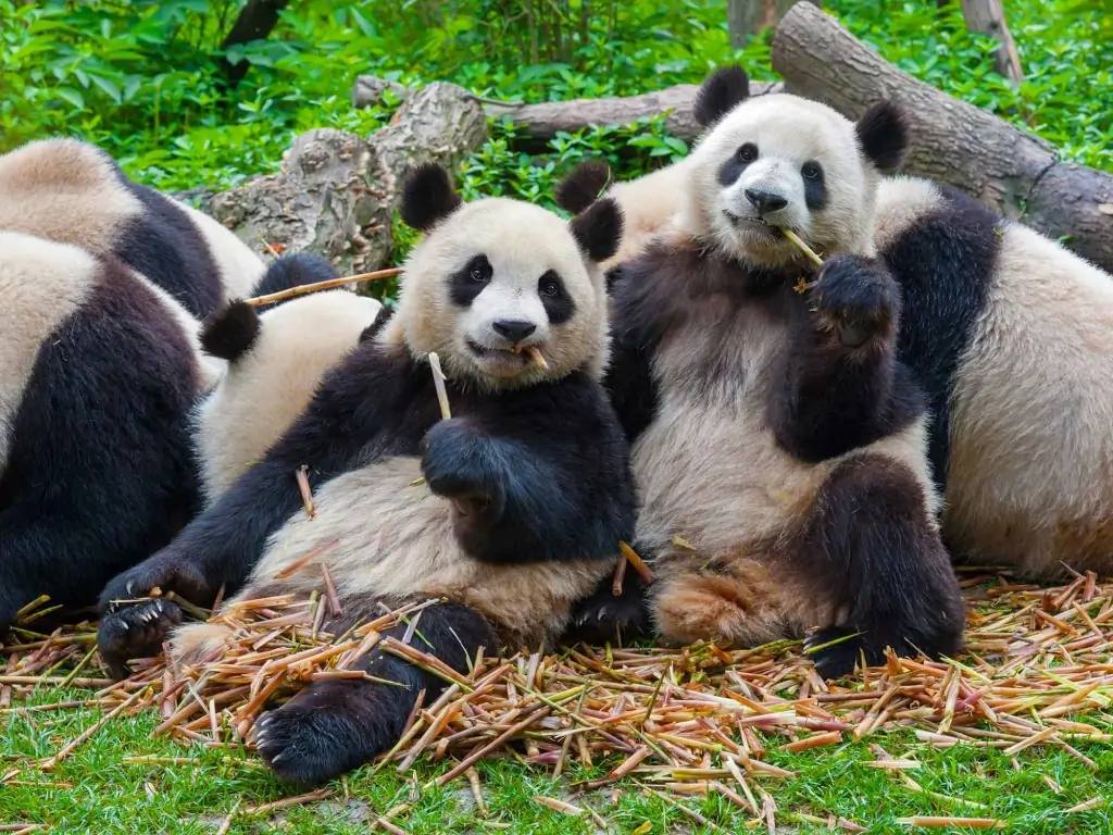 Rencontre avec les pandas géants 
