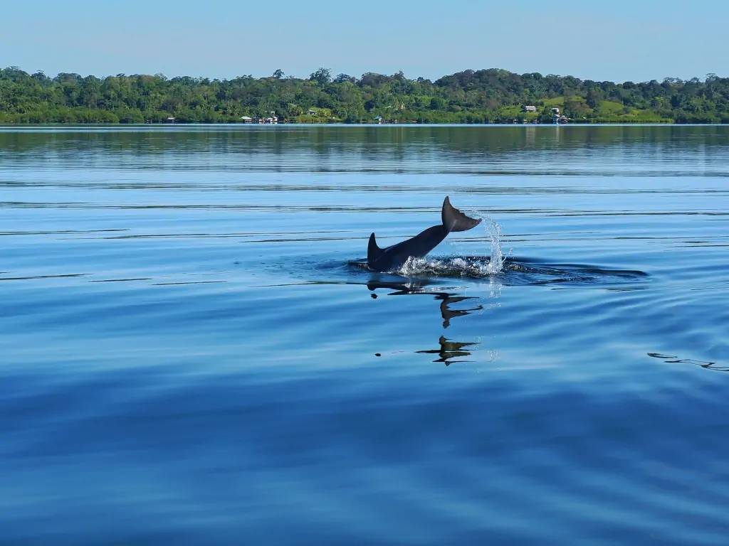 Baignade, snorkeling et dauphins