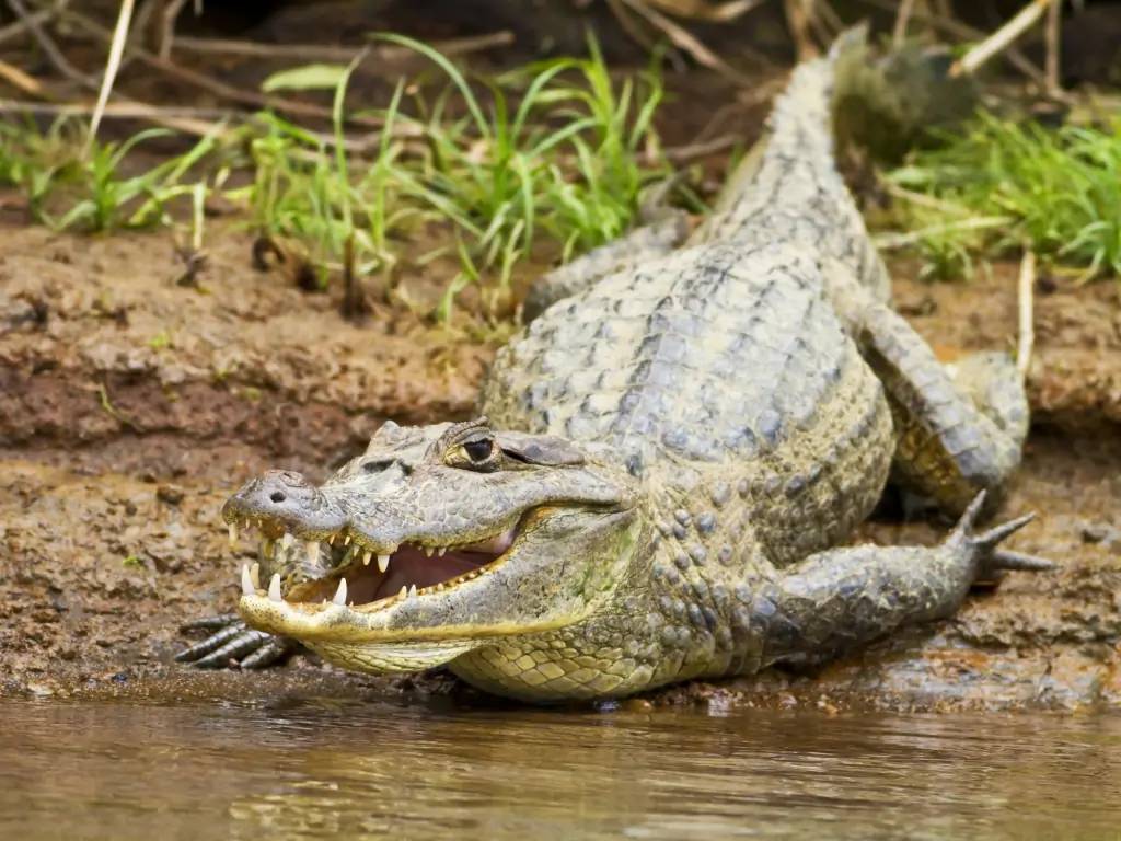 Les plus gros crocodiles du Costa Rica