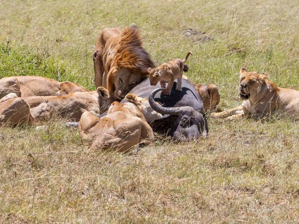 Superbe safari dans le Masai Mara