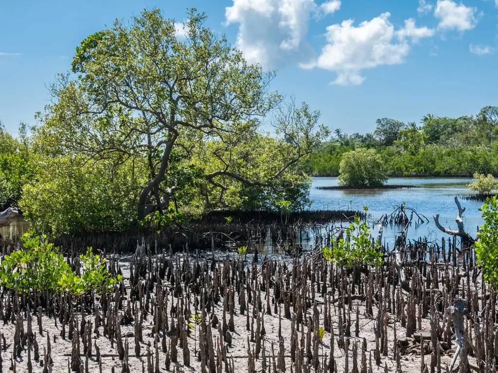 Mangrove et baie spectaculaire