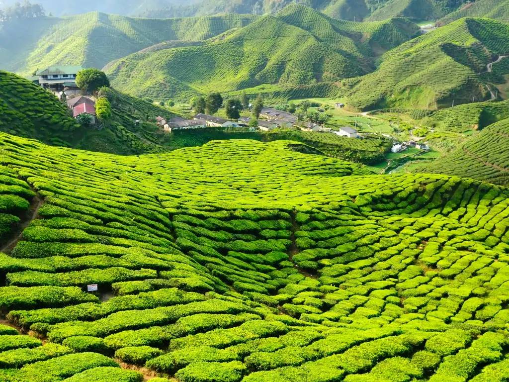 De la jungle aux plantations de thé