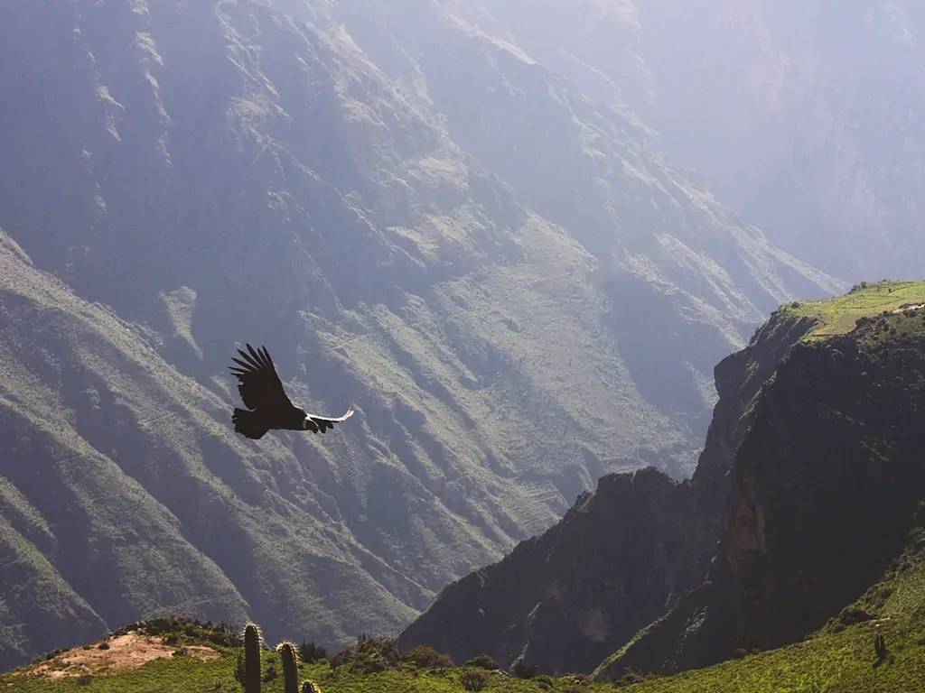 Observations du condor des Andes
