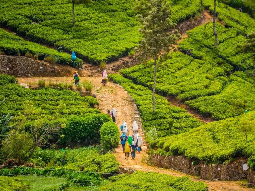 Trek : rizières, plantations de thé et cascades