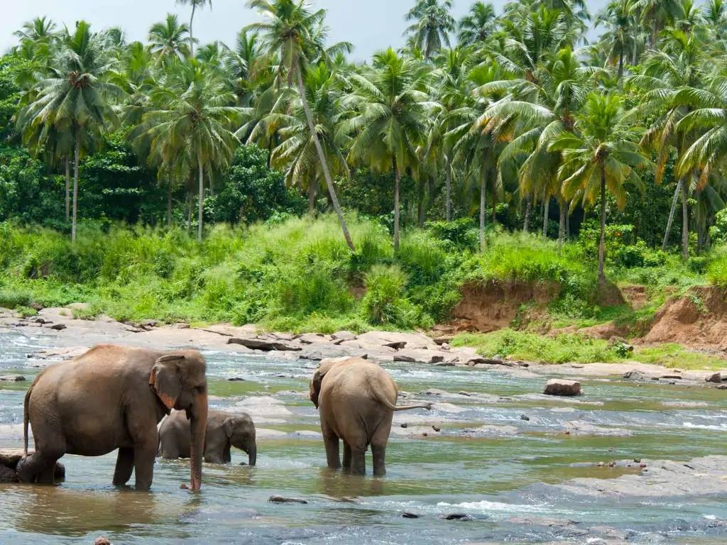 Antique Sri Lanka et safari
