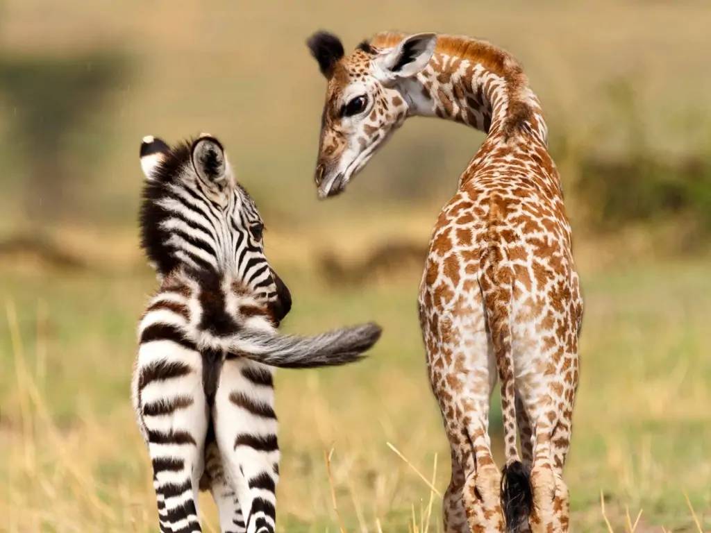 Félins et plaines immenses du Serengeti