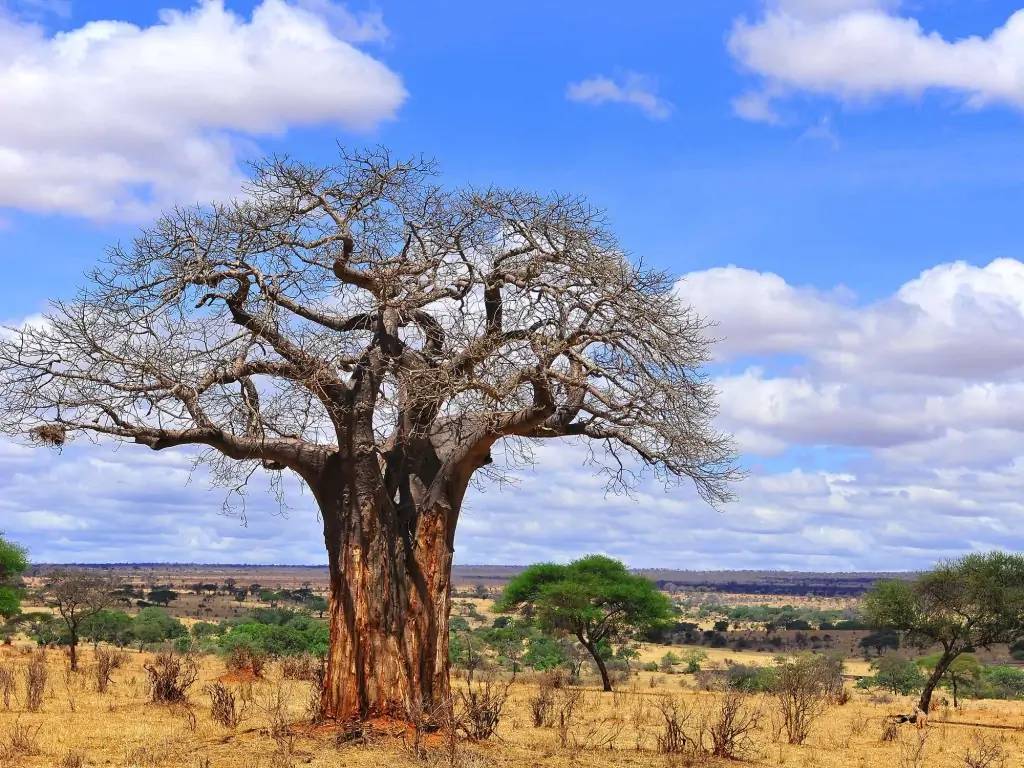 Tarangire, terre des géants : éléphants et baobabs
