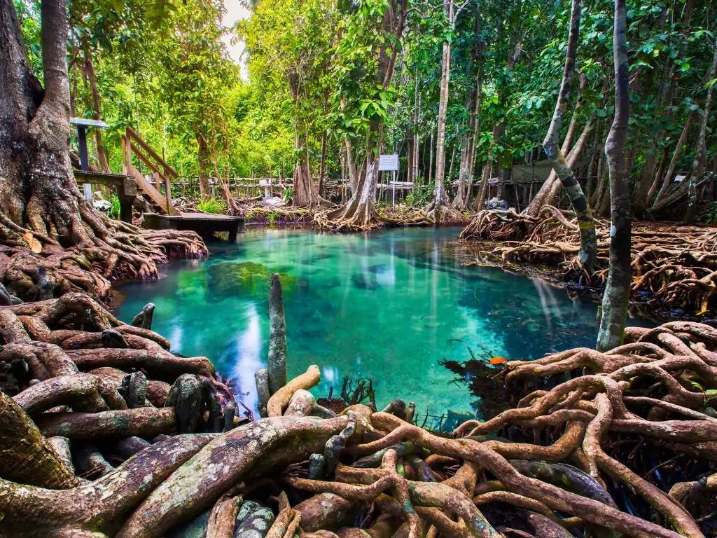 Mangrove, forêt tropicale et falaises karstiques 