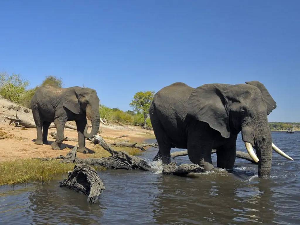 Découverte de la faune et la flore du Parc National de Chobe