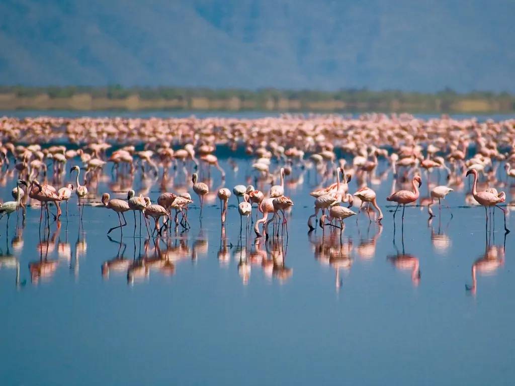 Entrée en Tanzanie, paysages et couleurs du Lac Natron