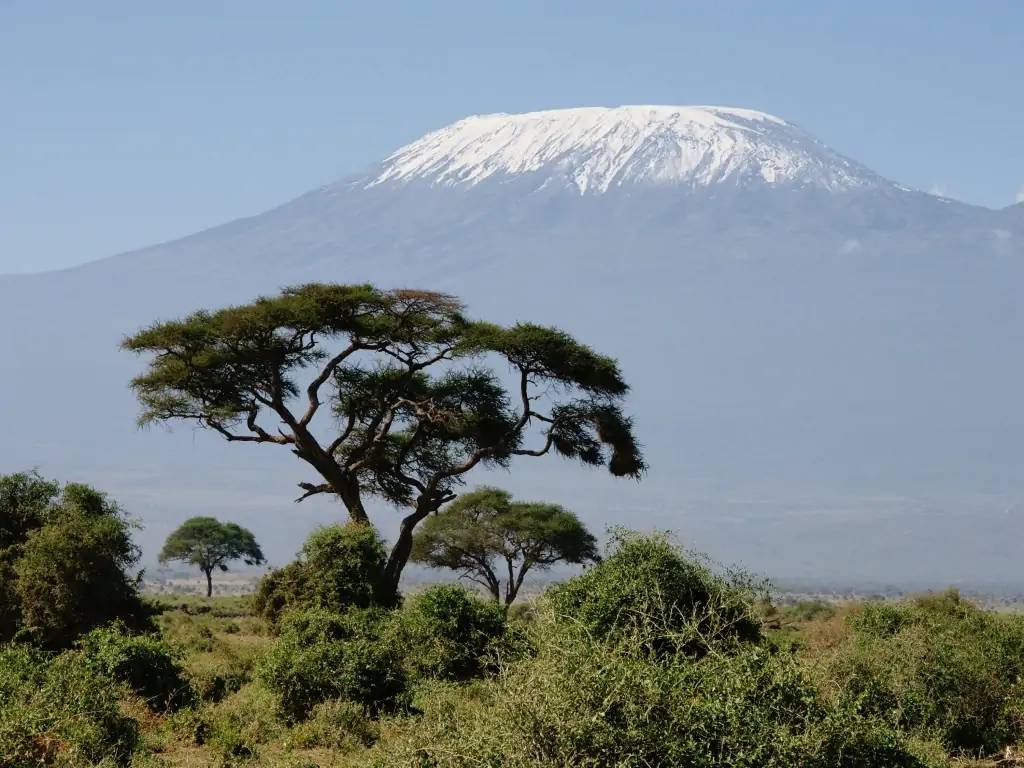 Amboseli, ou les troupeaux paissant devant le Kilimandjaro