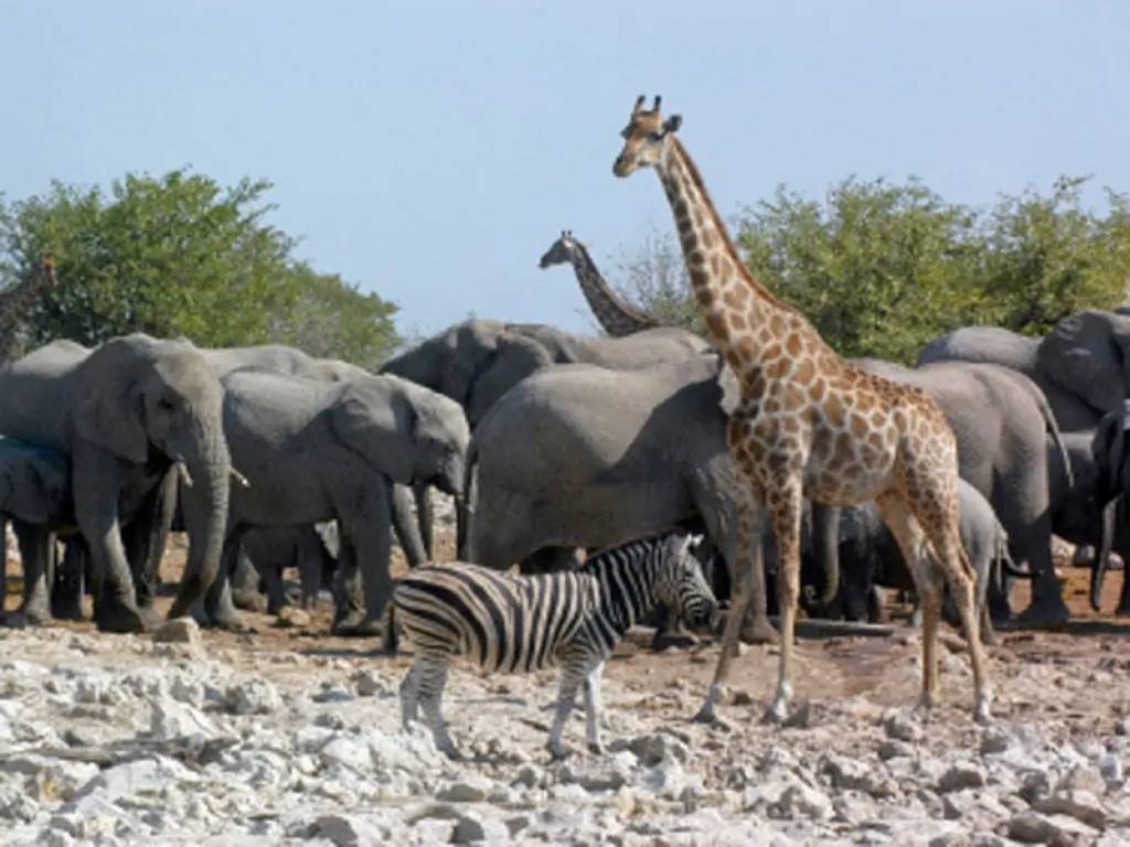 Echappée sauvage dans le mythique parc Kruger