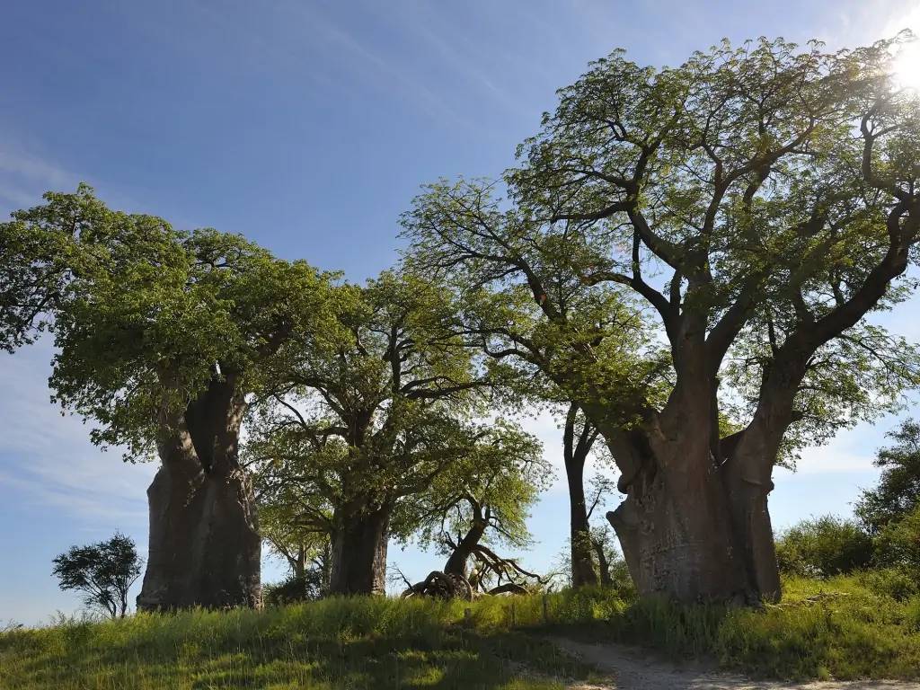 La forêt insolite de baobas