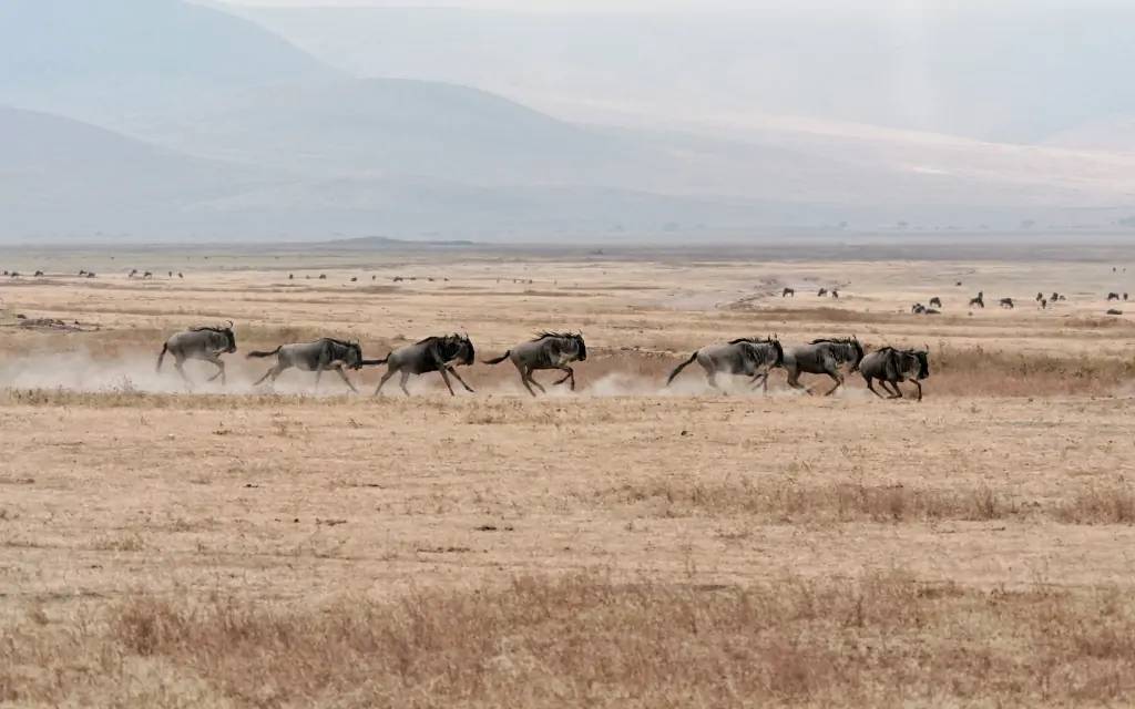 Merveilleuse caldeira du Ngorongoro !