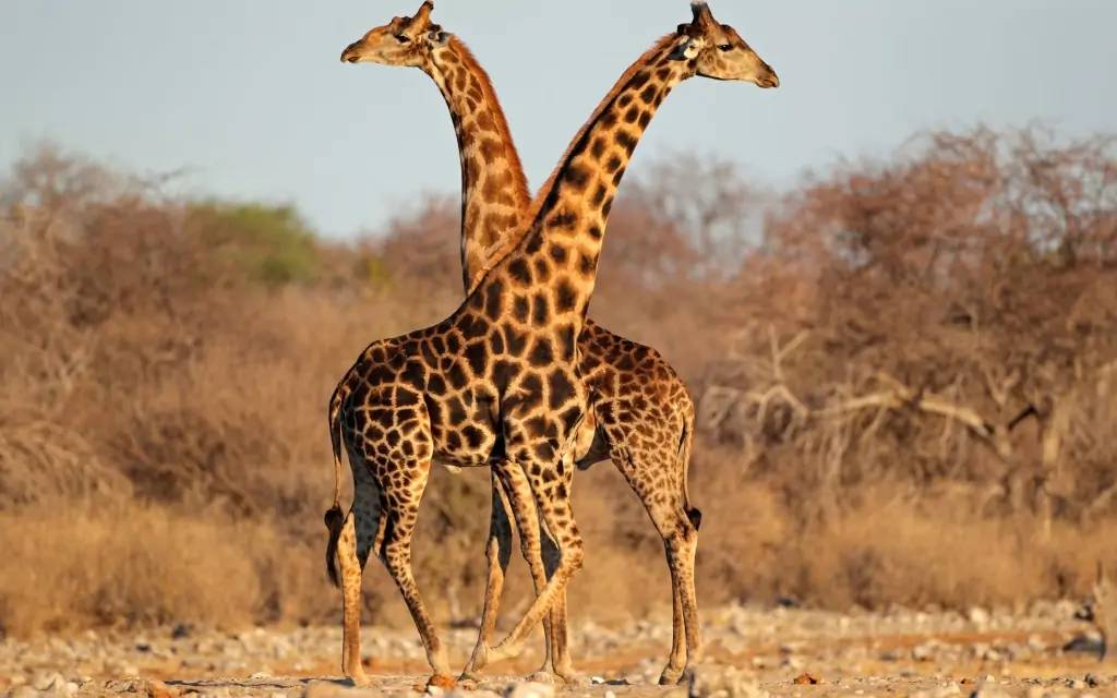 Safari à Etosha
