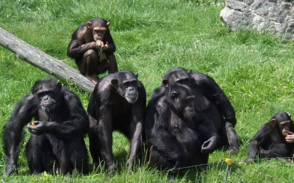 Chimpanzés de la Semliki