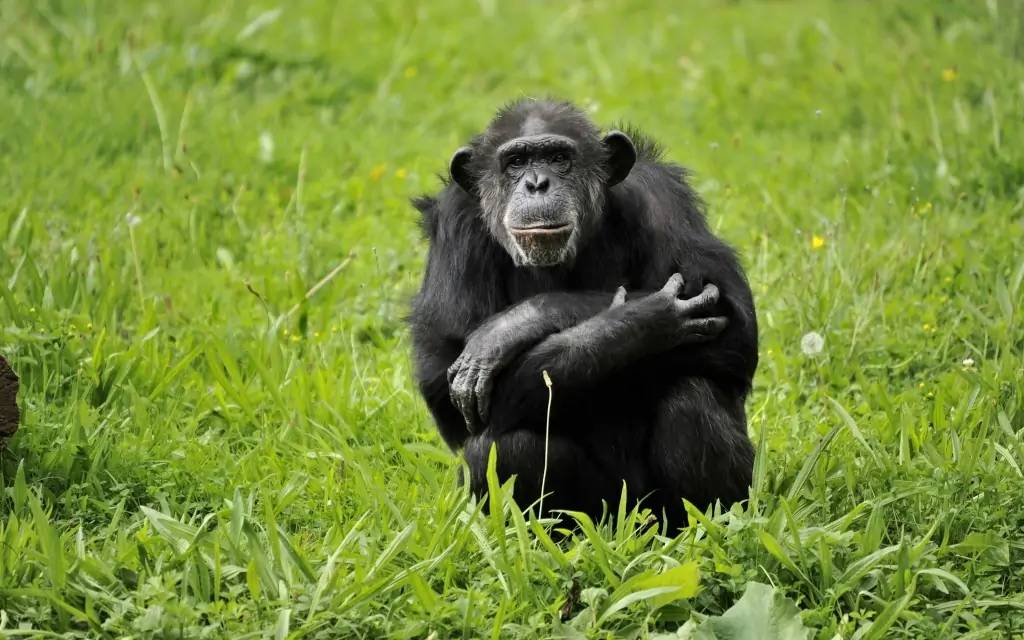 Chimpanzés de la Semliki
