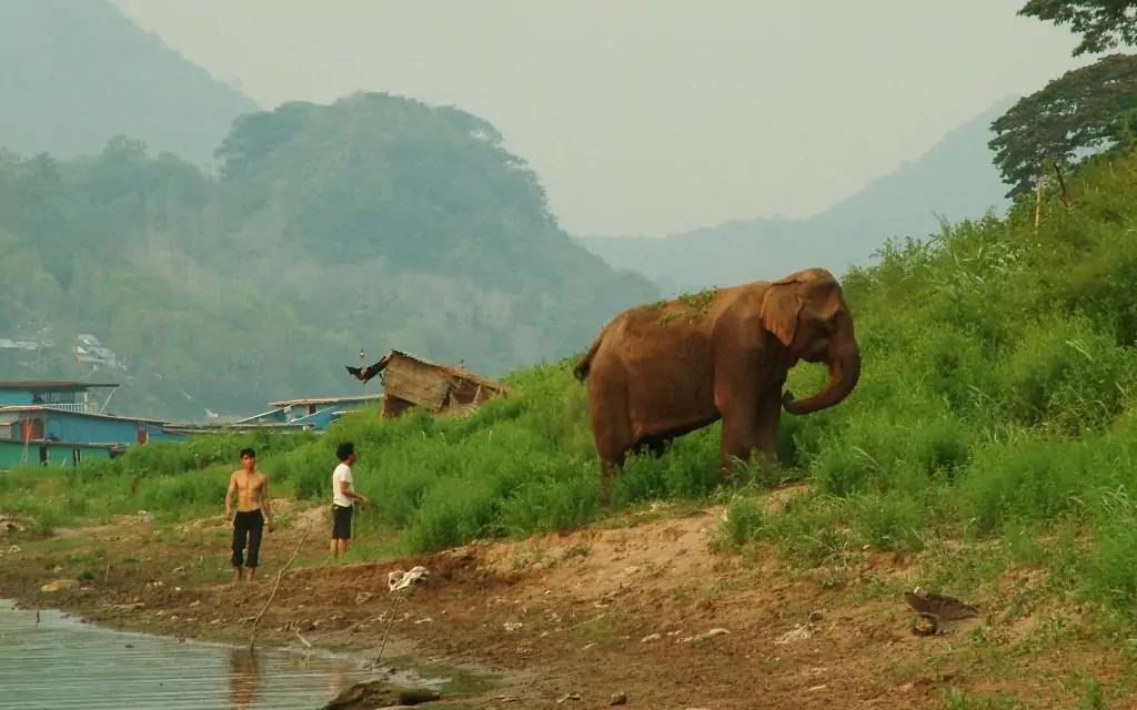 Rencontre avec des éléphants
