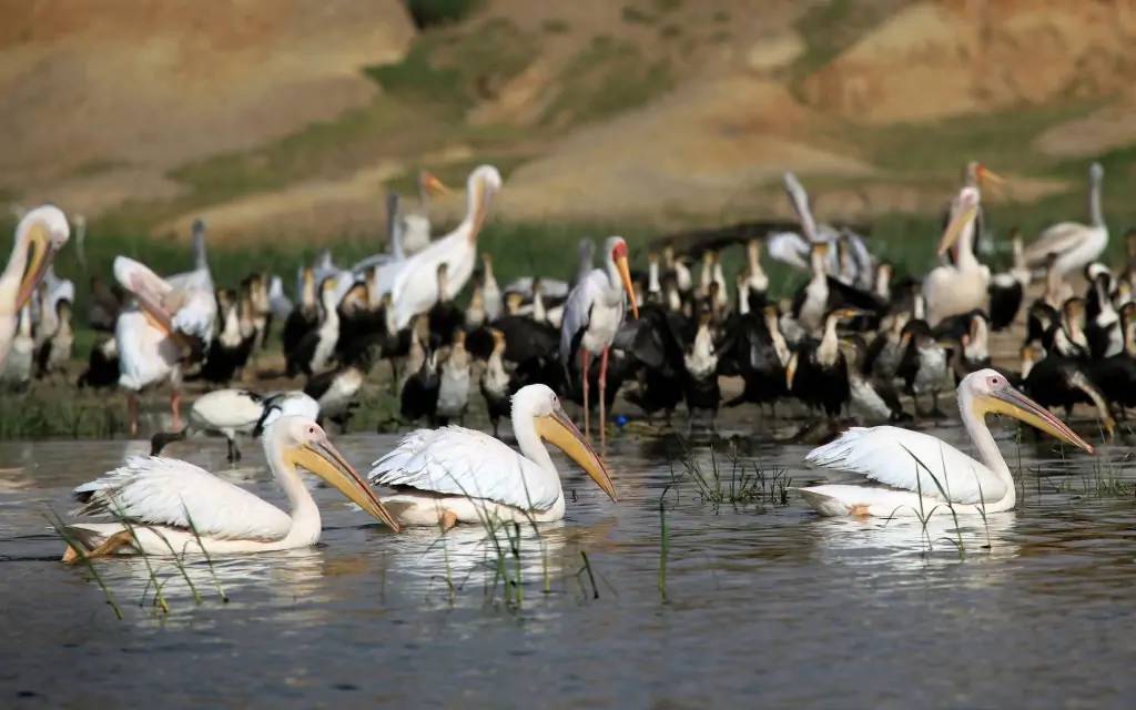 Magnifiques animaux du parc Lake Mburo