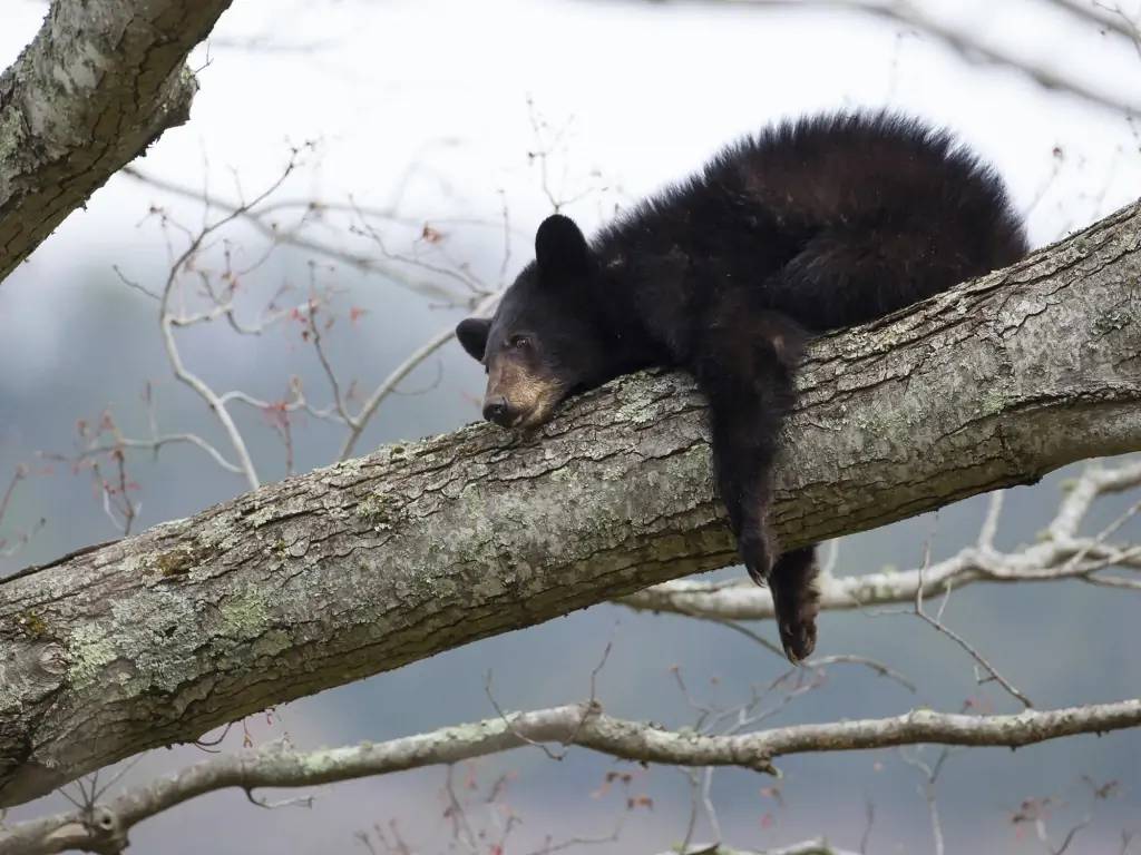 Observation de l’ours noir pour une journée 100% nature !