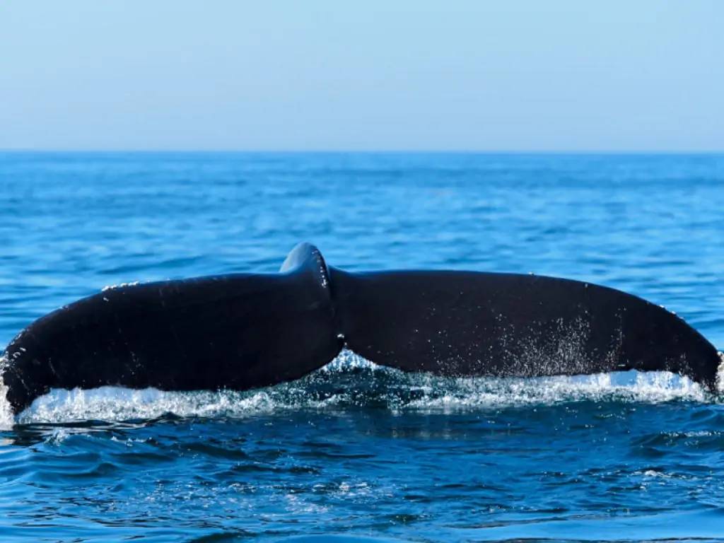 Le chant des baleines