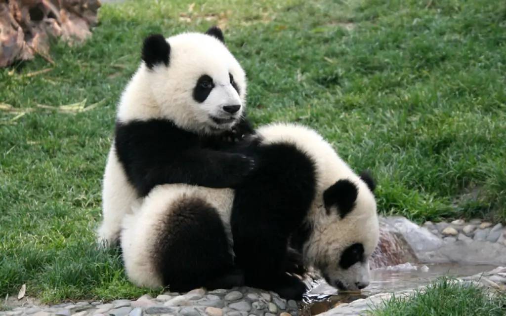 Rencontre avec les pandas géants