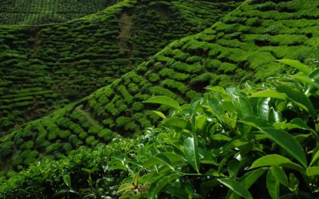 Les plantations de thé de Boseong