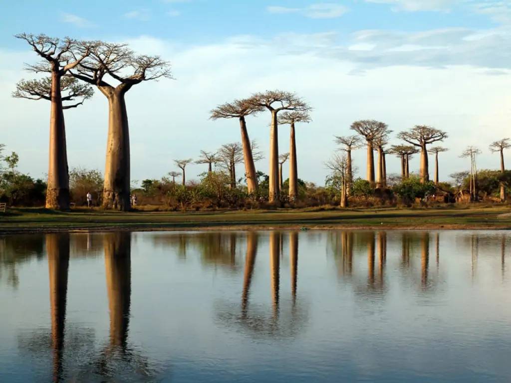 Majestueuse allée des Baobabs