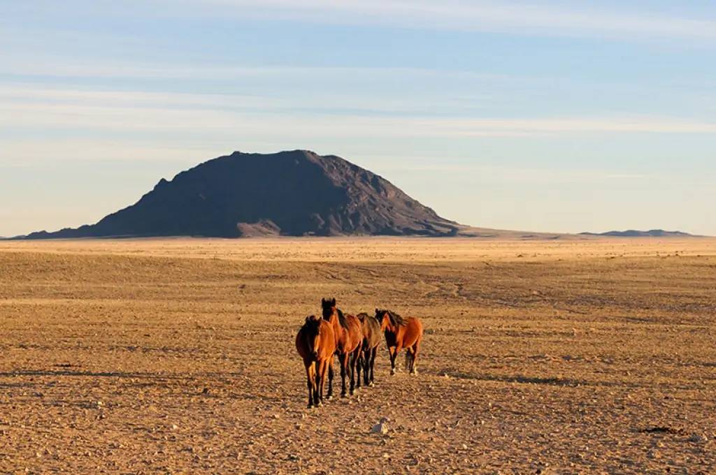 Les chevaux sauvages du désert