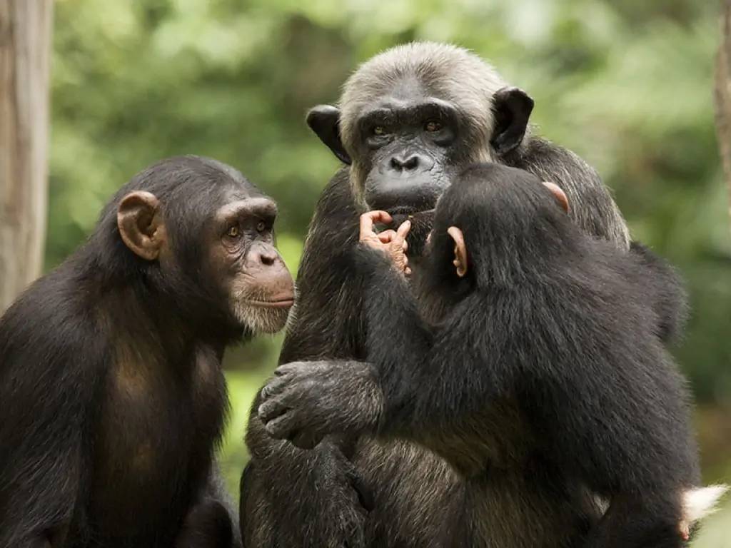 A la découverte des chimpanzés