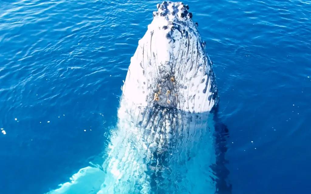 Observation des baleines et thermes
