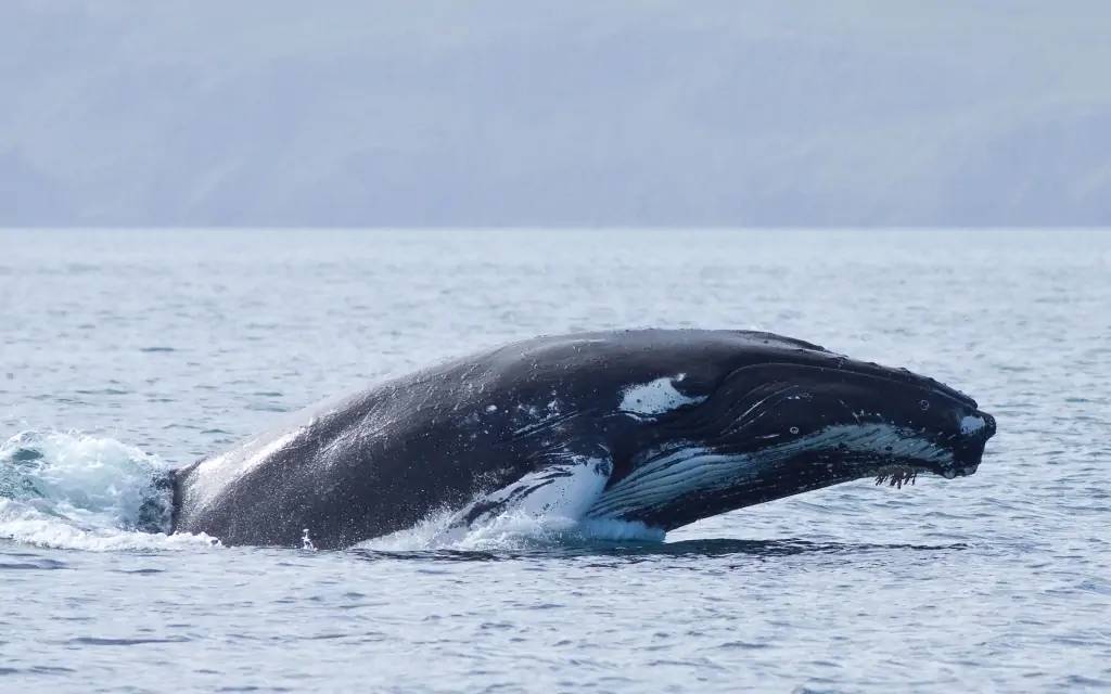 Observation des baleines et plage de Guachalito