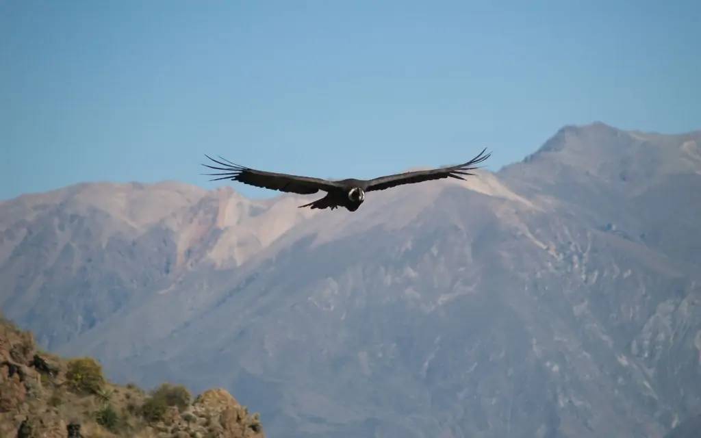 Les condors de la Cordillère des Andes