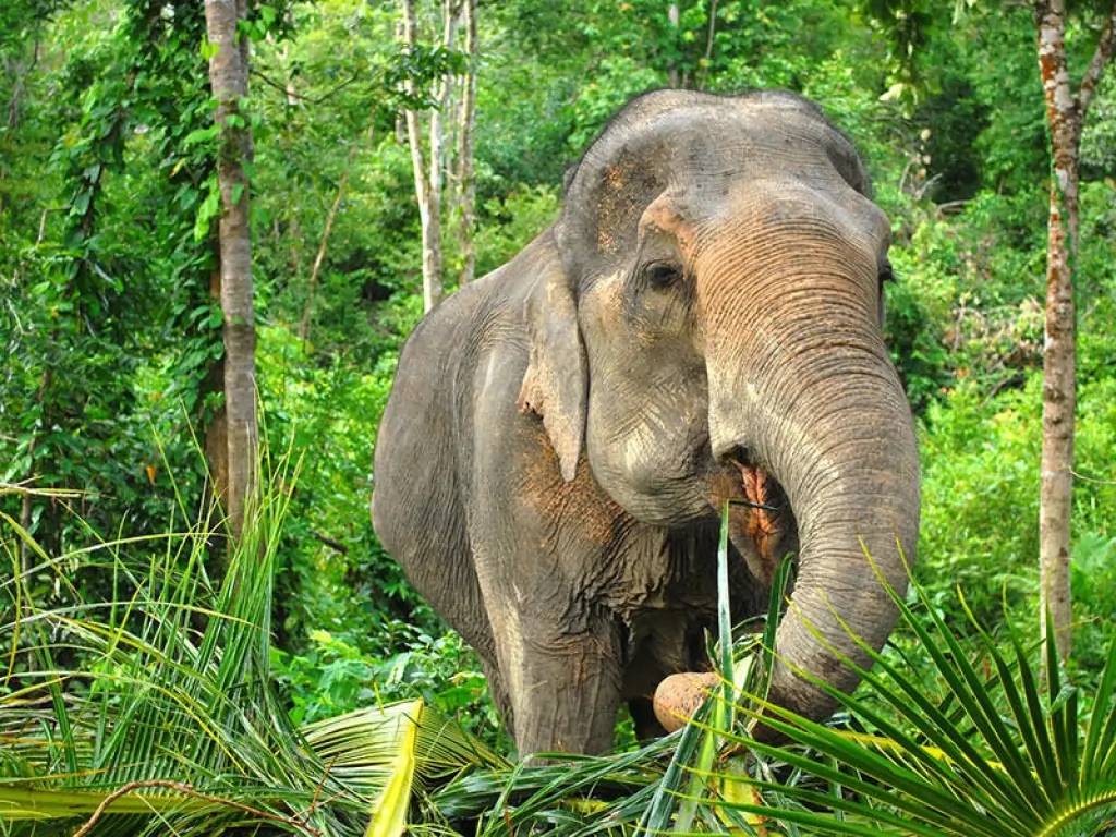 Eléphants et cyclo-pousse dans Chiang Mai