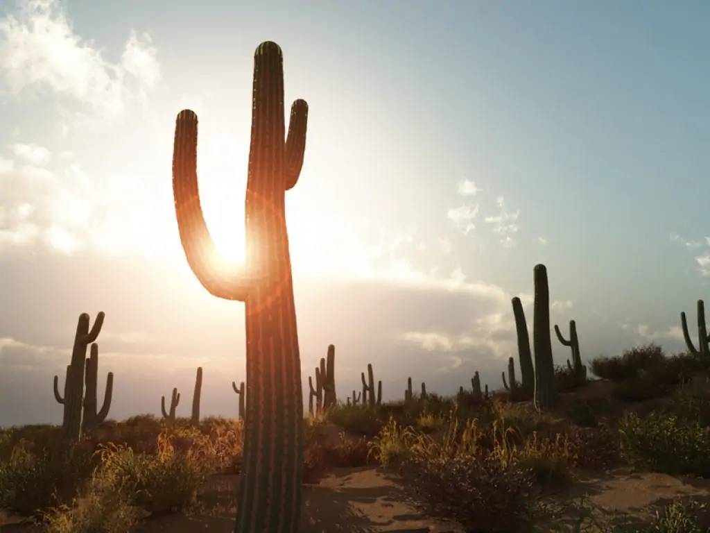 Apache Trail: la route des cactus