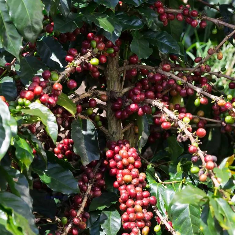Visite d'une plantation de café