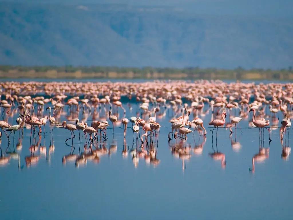 Le spectacle des flamants roses