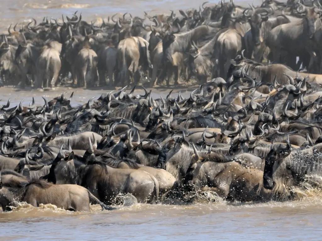 Poursuite de votre découverte du Masai Mara